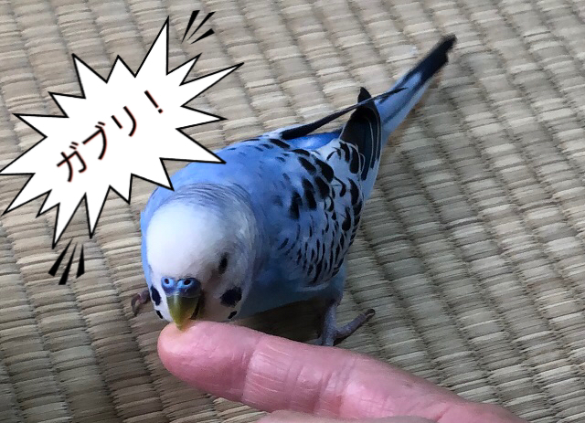 セキセイインコ2歳メス鼻のカサブタが1年前くらいからでき始め発情 - 教えて！しごとの先生｜Yahoo!しごとカタログ