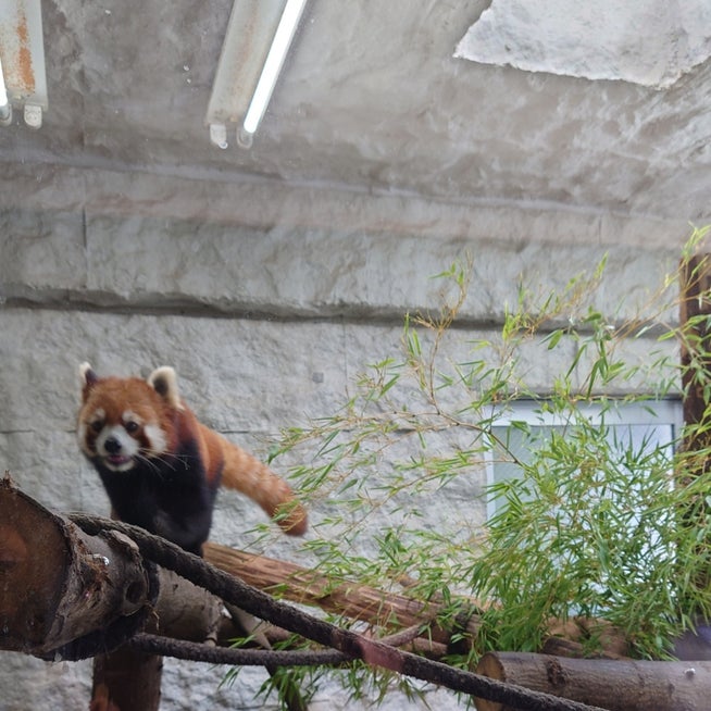 九十九島動植物園森きらら】竹灯りともる夜の森きらら | イベント | 【公式】佐世保・小値賀