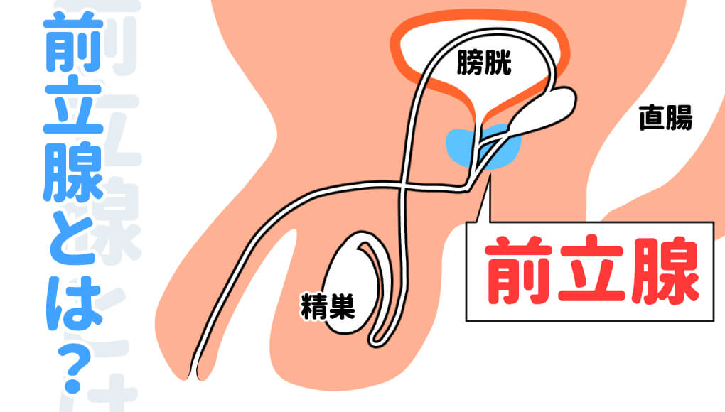 Yahoo!オークション - 【拡張】【前立腺刺激】尿道ブ