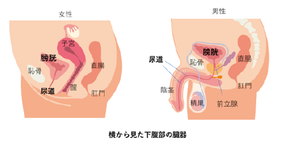 44歳で第3子出産の産後にGスポット刺激でオルガズムになれるイキ方徹底解説【産婦人科医監修】 -  臨床心理士・パーソナルトレーナーの小中学生復学支援・小学生・中学生家庭教育支援・