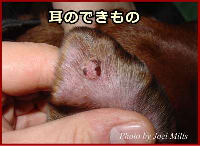 鹿児島県鹿屋市の動物病院かんくペットクリニック