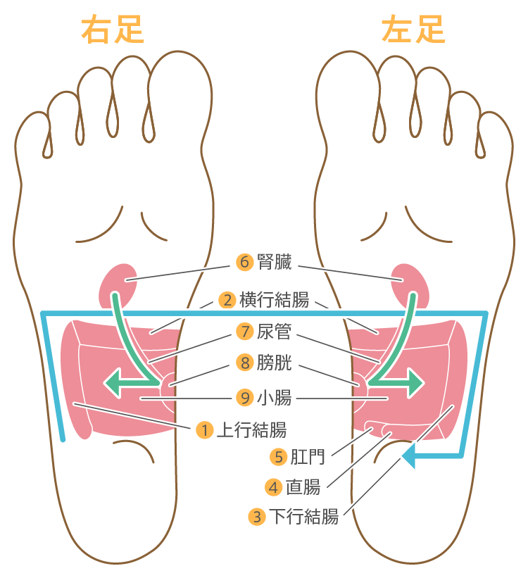 鍼灸師が教える「便秘」に効くツボ！おかだ鍼灸院