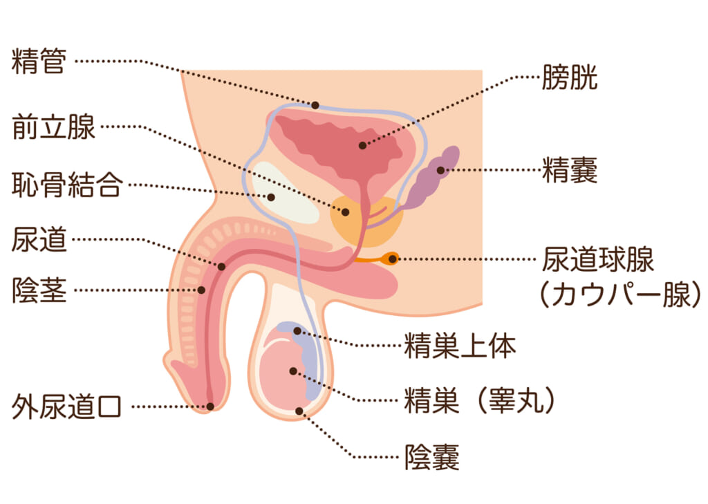 ㊙️女子限定講座🍌男の精力増強&自信回復に💕おなか&睾丸マッサージ / 小西