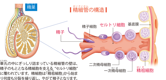 カロリー計算の基本！ 成人男性・成人女性が上手にカロリーと付き合う方法｜タニタマガジン | タニタ