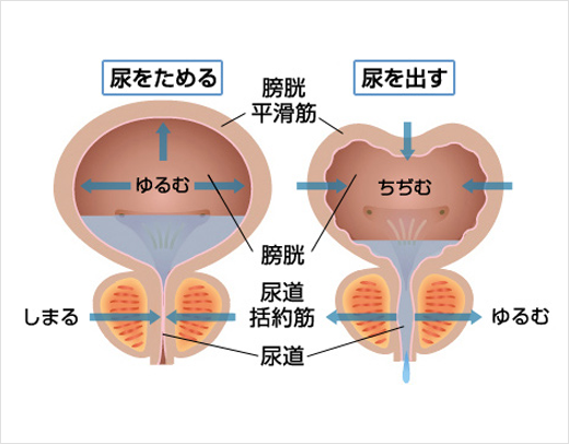 おしっこの後のツーンとした痛みセックスが原因かも!?｜ボーコレン｜ルナルナ×小林製薬|