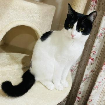 猫のおせんべいギフト「七福にゃんべい」｜みなとや