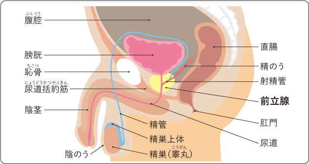 前立腺精嚢強制屈服調教装置 | みたけChang