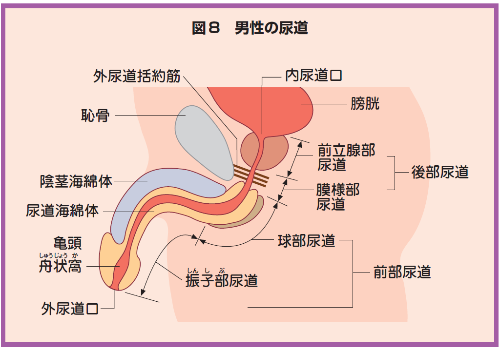 Amazon.co.jp: 【7日間視聴期限】オトコノコのオナニー りょうま君30歳|オンラインコード版 : Software