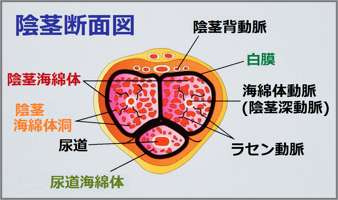 前立腺肥大症＜１＞薬物療法で尿意を調整 | ヨミドクター(読売新聞)