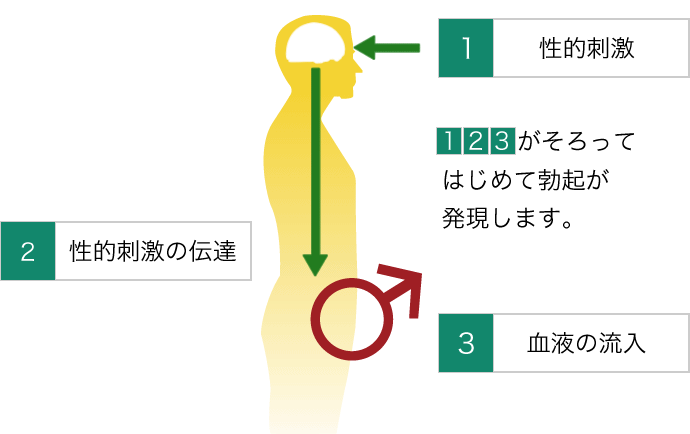 【裏技】本番直前で自然に勃起力が上がる方法９選