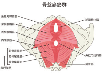 精子は空気に触れたらどうなる？妊娠する可能性について | 妊活ならベビーライフ研究所