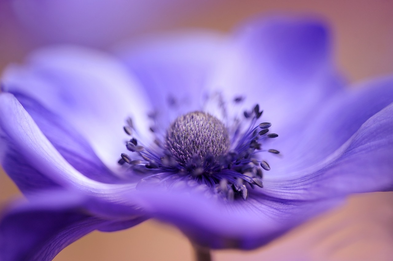 バラ 花花束花花出会い系の束 -