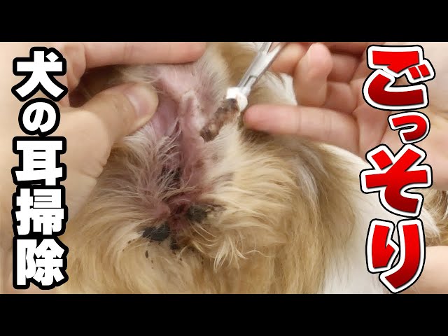 ごっそり！犬の耳掃除をしたらカビがいました… Vol.47 | WOLVES HAND動物病院グループ