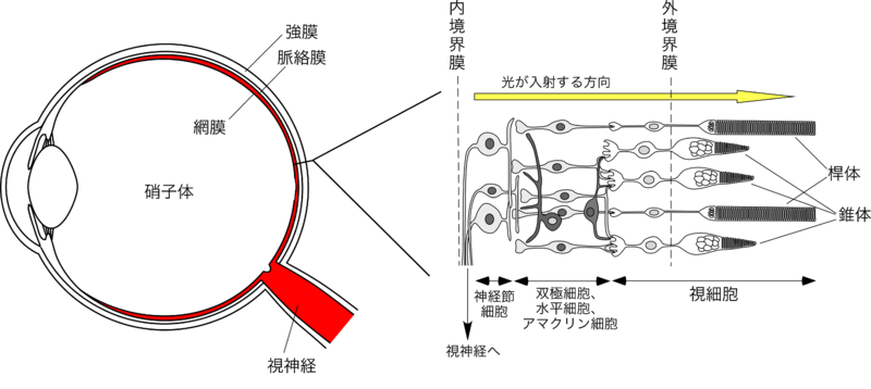 『膝に水が溜まると抜いたほうがいいの？』このような症状でお困りではありませんか。原因や対処方法について詳しくDr.サカモトが解説いたします。