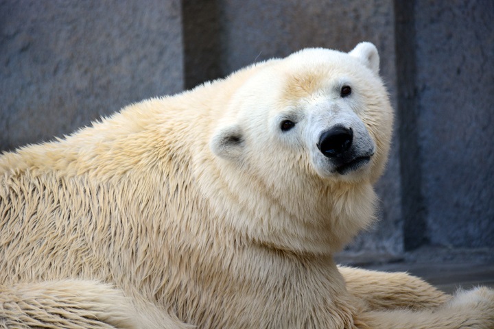 ララ（札幌・円山動物園）と8頭の子供たち」の番組を観ての感想 ～ 苦闘を展開する日本各地のララの子供たち : Polarbearology