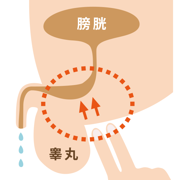 健康診断の前日はオナニー禁止？尿検査の項目や対策などを解説｜風じゃマガジン