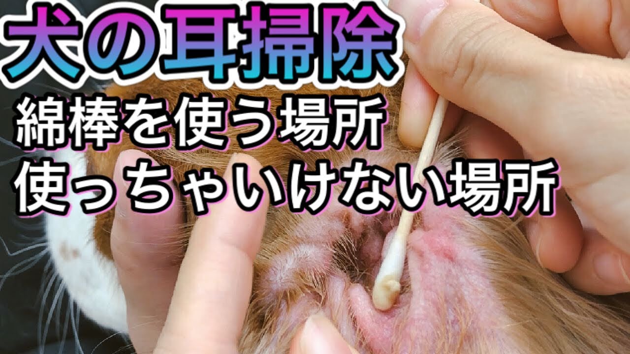 獣医師監修】犬の耳垢が黒い。この症状から考えられる原因や病気は？｜hotto（ホット）