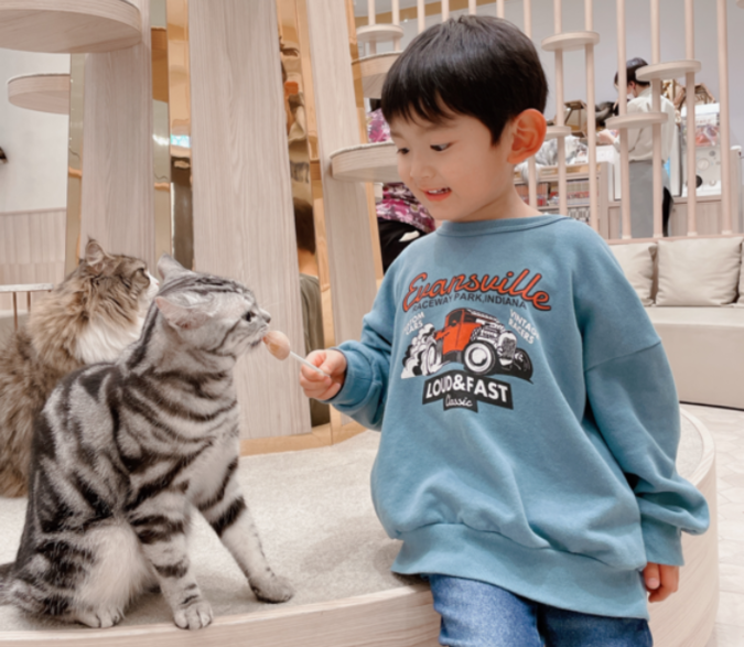 猫好き必見！海老名「猫カフェ コックンの別荘」で至福の時間 -