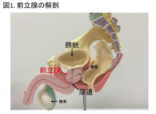 嫁の妹に小便をかけられながらイジメられて何度も射精させられた。 白咲碧 -