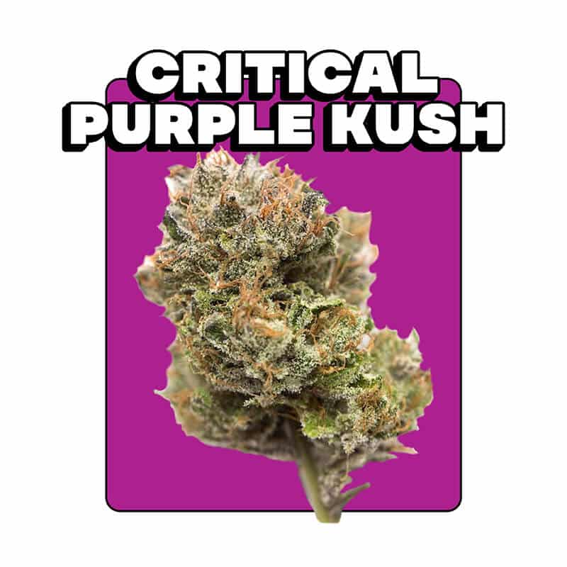 Buy Purple Death