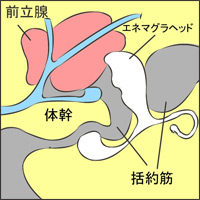 前立腺マッサージとはどんなプレイ？ 風俗エステ嬢がやり方を詳細解説 | シンデレラグループ公式サイト