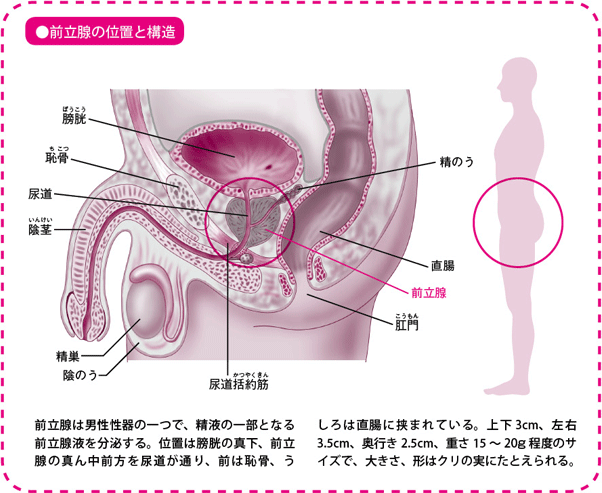 栗 利平 りへい 約1キロ