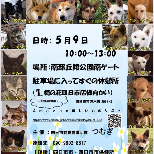 今日はシータが初出勤！ ふてくされてます😄😄 #保護猫#里親募集#四日市動物愛護団体つむぎ #預かりボランティア