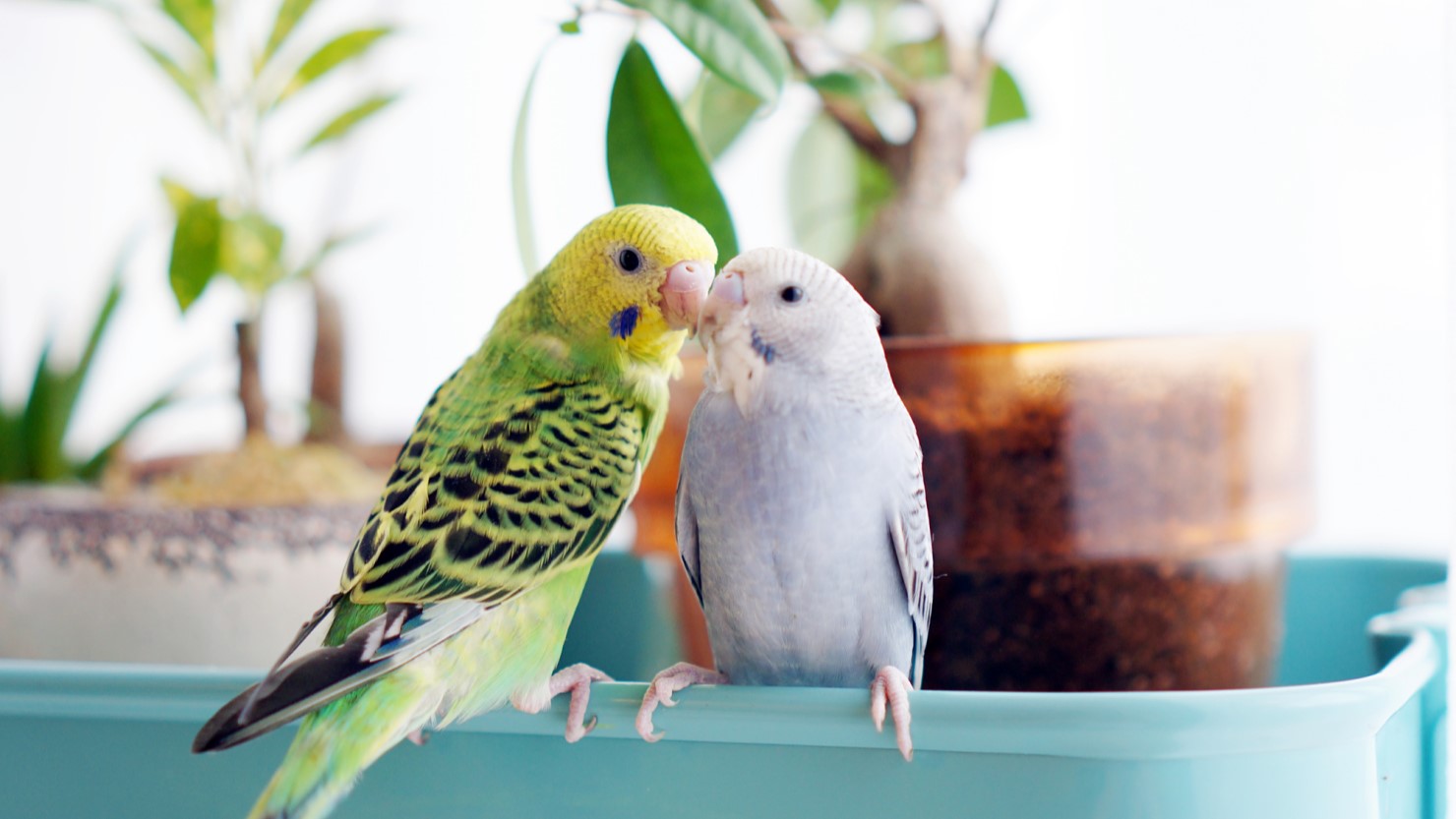 鳥（セキセイインコなど）の反抗期と飼い主さんができること [小動物] All About