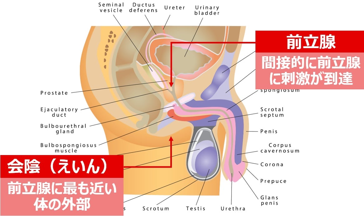 簡単、お手軽で気持ち良い、電マで会陰部オナニーのやり方！！ | ドライオーガズム研究部