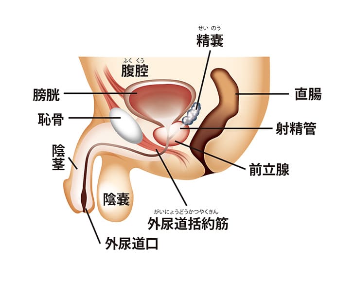 Gスポット開発とは？場所と位置の見つけ方 - 夜の保健室