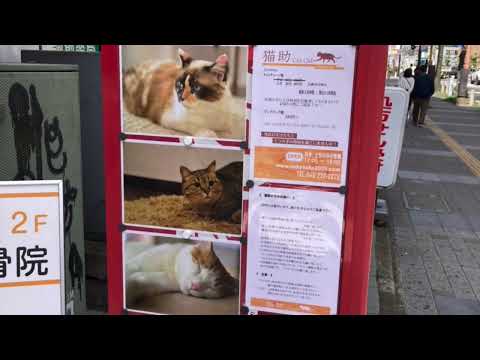 ウチの看板猫 猫のいる美容室 ＤＥＣＡ（厚木） 特集 |