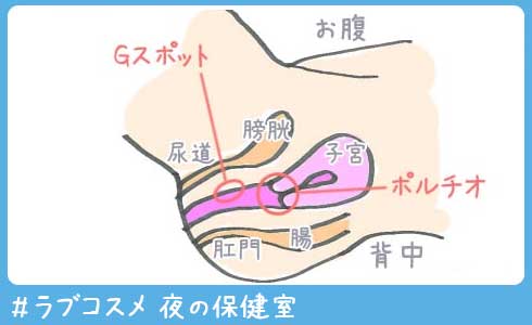 膣肉生陰唇(純)の商品詳細:アダルトグッズ、大人のおもちゃの通販専門店【大人のおもちゃ通販】