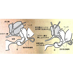 アネロス」の人気タグ記事一覧｜note ――つくる、つながる、とどける。