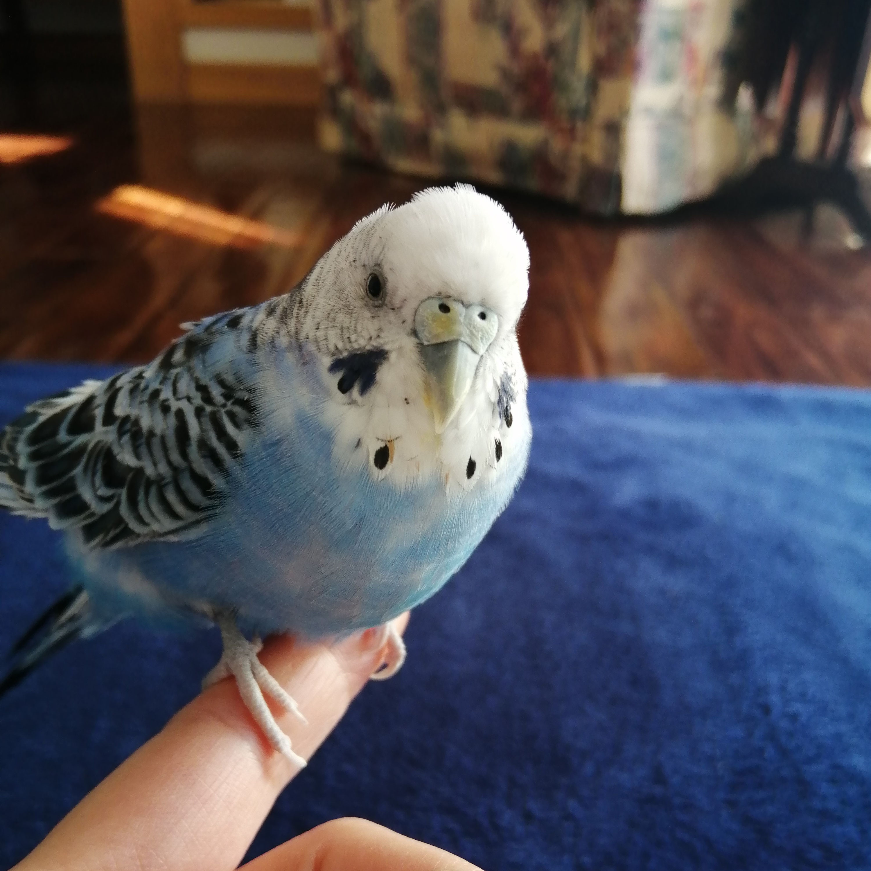 発情抑制成功！食事制限の経過報告（愛鳥闘病記⑦） | インコ、のち晴れ@小鳥