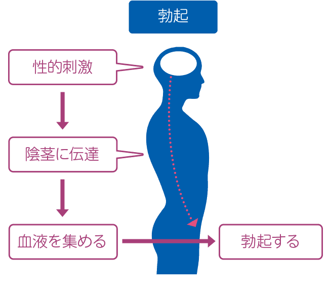 【ED改善】ボッキ力を20代前半に戻す筋トレ方法