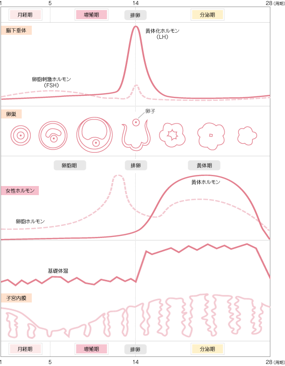 血便｜こんな症状があるときは？―症状から考えられる疾患｜オリンパス おなかの健康ドットコム