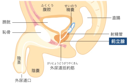 慢性前立腺炎について｜おき泌尿器科クリニック｜富田林市の泌尿器科