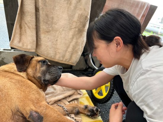 230623][フレイア]友だちのペットと | 大型犬が飼い主の友人に人間の女を襲うように教え込まされる獣姦漫画