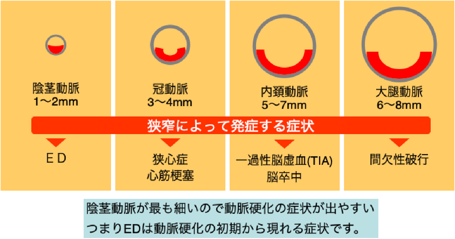 医師監修】シアリス徹底解説！効果から副作用、ジェネリックについても紹介！｜イースト駅前クリニックのED治療