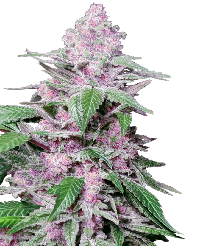 Buy Purple Kush Marijuana