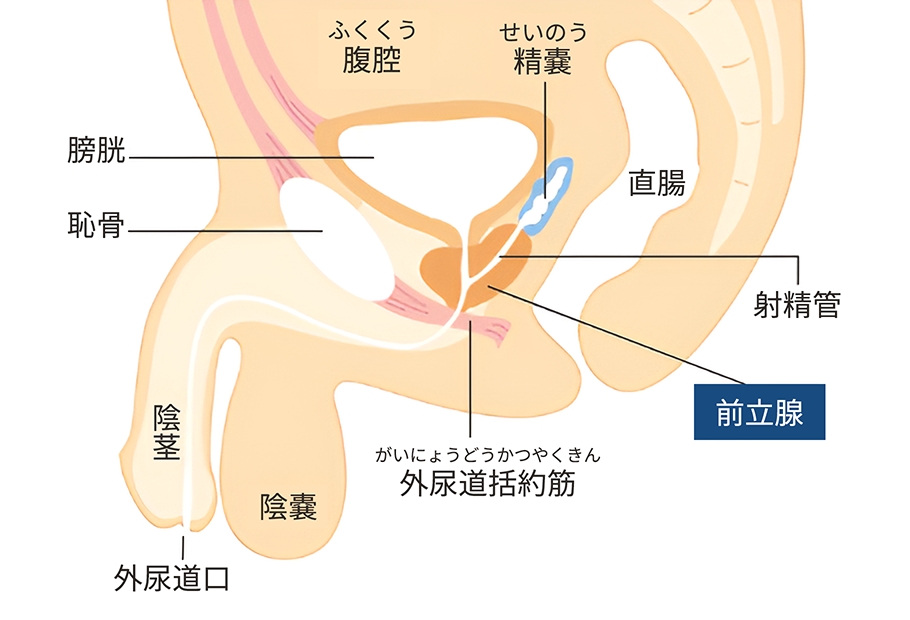 前立腺とは？｜前立腺がんについて｜What's? 前立腺がん