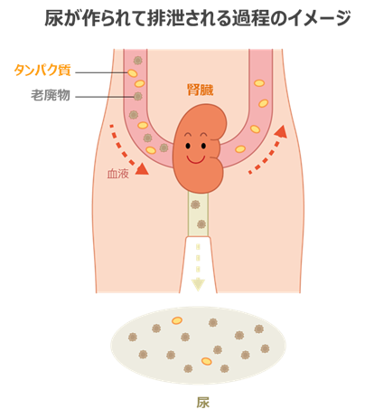 前立腺肥大症 | ～笑顔でスッキリ～ おしっこ