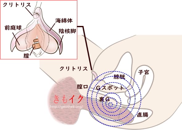 アナル開発ってどうやるの？方法と注意点を詳しく解説