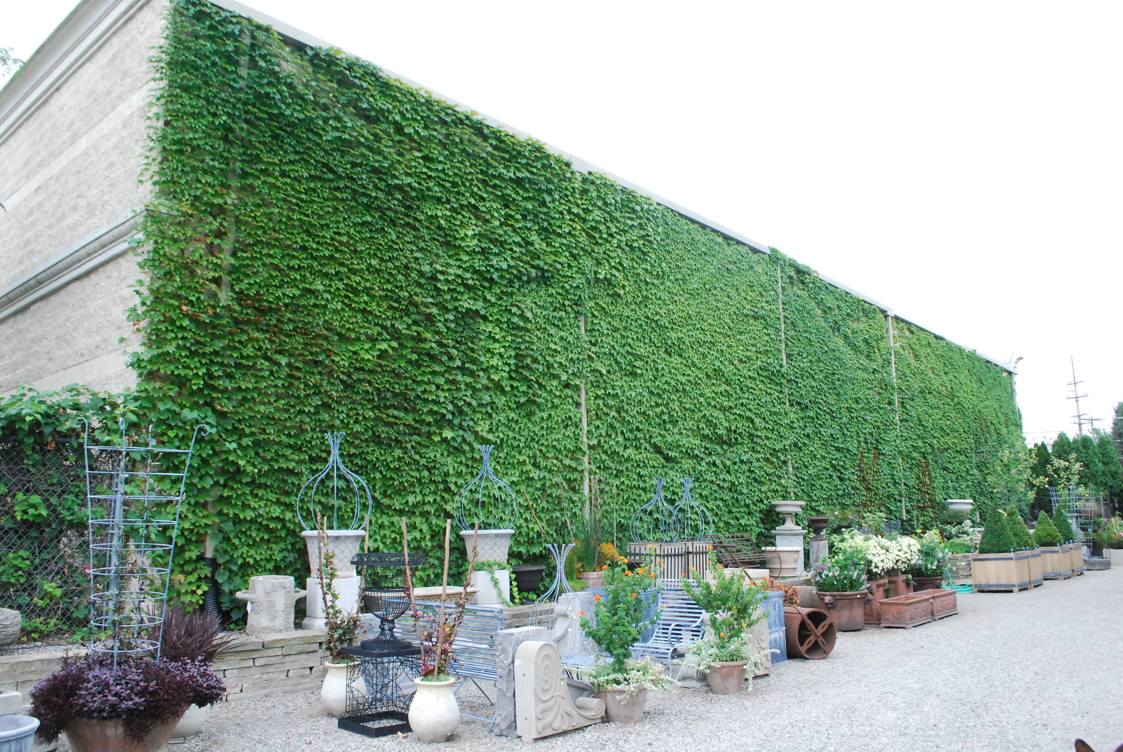 English Ivy Plants for Sale