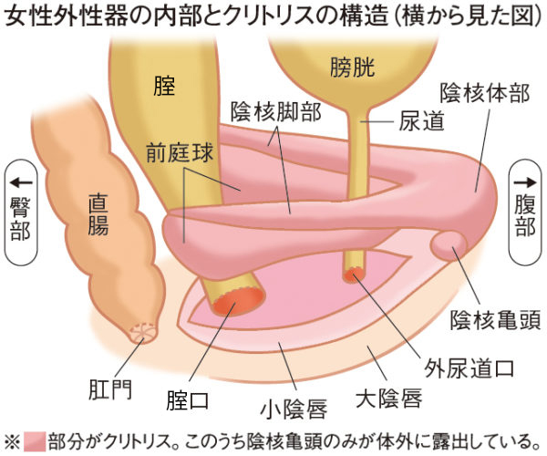 Bepp Wet 海綿に代わる新素材 ウェットタイプ