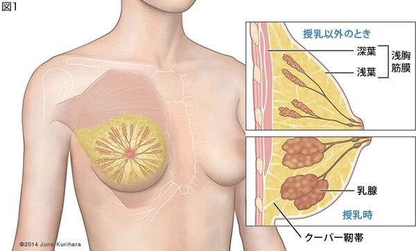 クーパー靭帯は再生しないって本当？垂れ胸を防ぐための方法を紹介 - OZmall