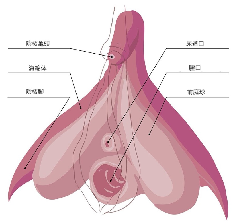 平均的オナニー回数と理想的なオナニー頻度３選【メリット】 | セクテクサイト