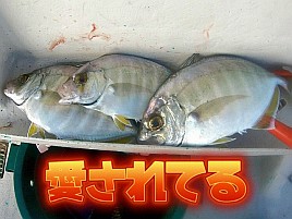 みさき爺、のんびりと布目湖のカサギ釣り（244） | みさき爺の釣り日記