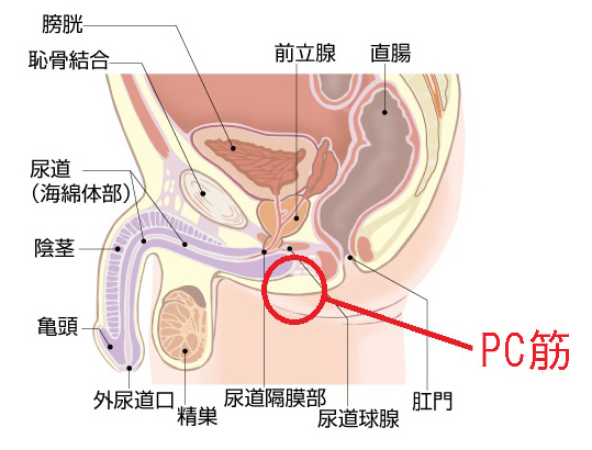 女性のオーガズムとは？ 種類・セックスでイク方法 |