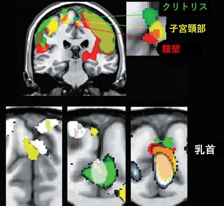 乳首の黒ずみはメラニン色素が関係してる？メラニン色素を作る女性ホルモンを考えた正しいケアを実践しよう！ - Co-medical+ 公式サイト